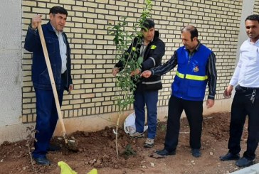 ۳۴۰ نهال مثمر و غیر مثمر در ایستگاه‌های گازرسانی ایلام کاشت شد
